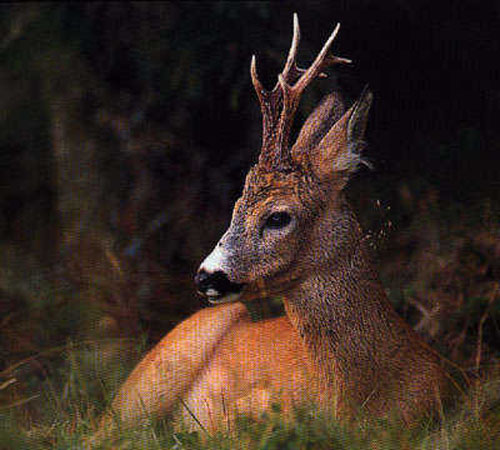 Råbock